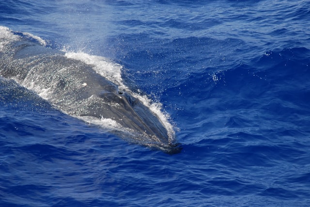 bryde's whale