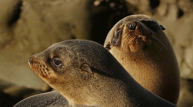 cachorros de foca peluda