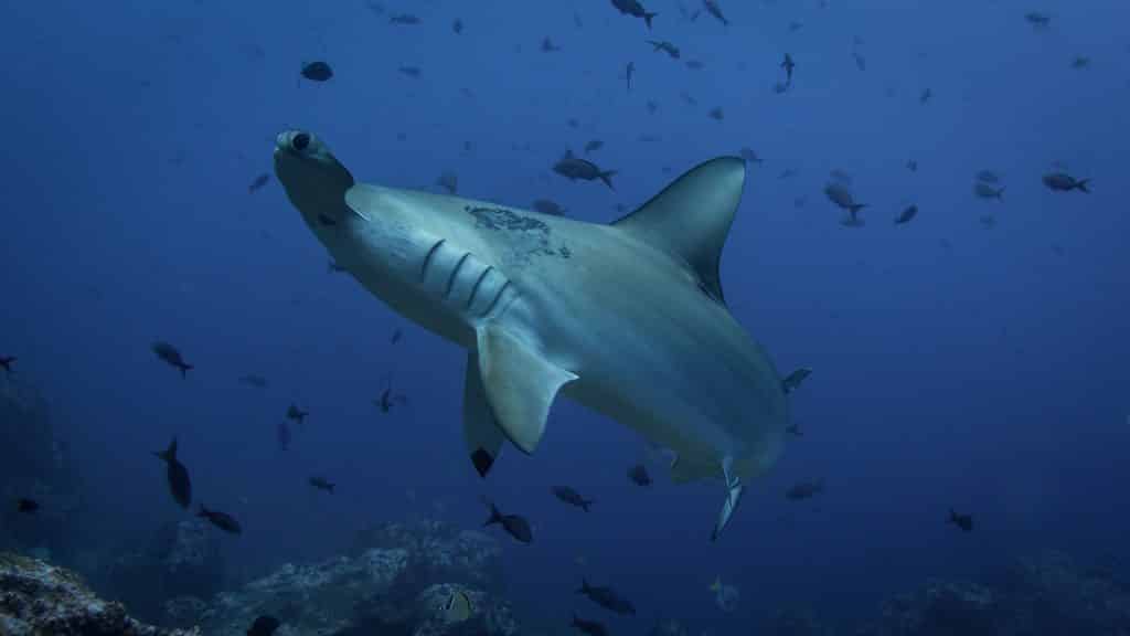 hammerhead shark during a dive