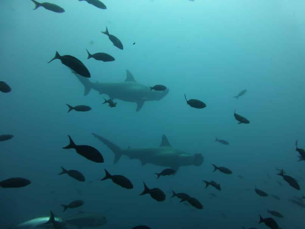 hammerhead shark malaysia