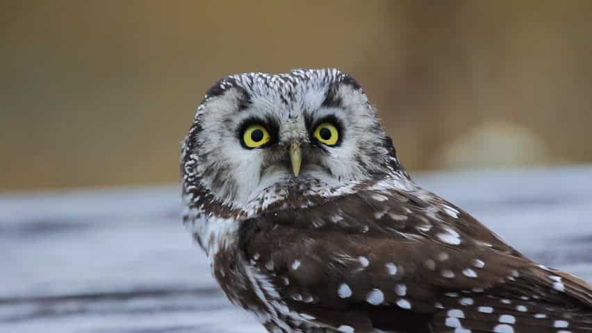 wildlife in greece owl of minerva