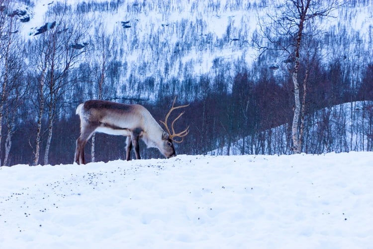 Finest example of Sweden's wildlife is a reindeer