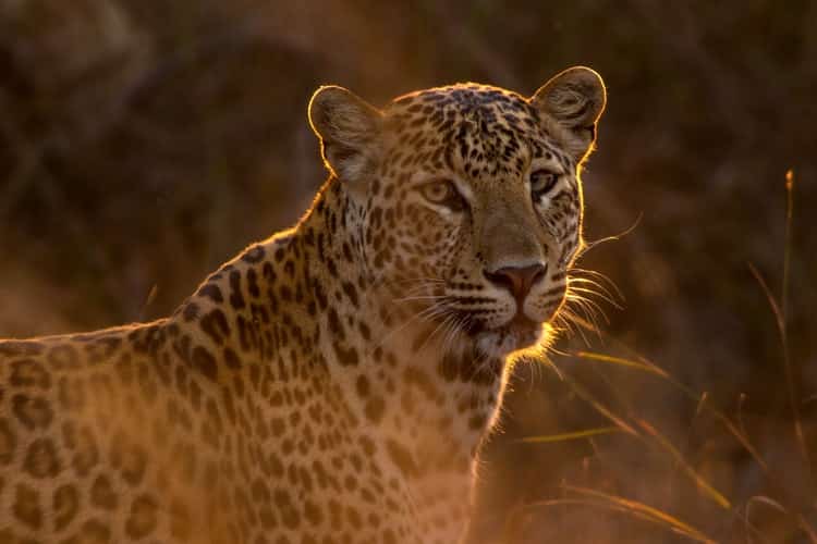 Big cats: a leopard in asia