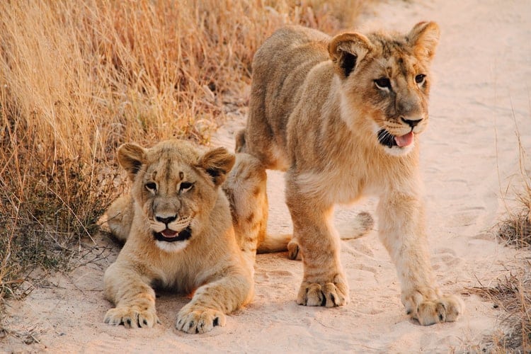 Lion cubs; big cats brother and sister