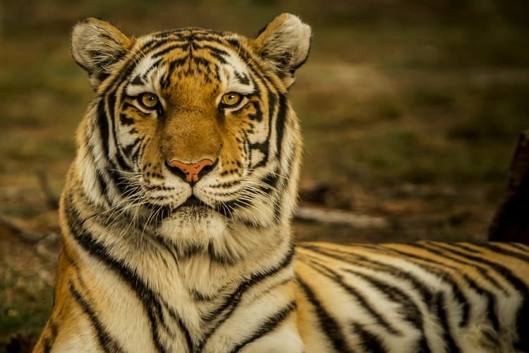 Bengal tiger; india