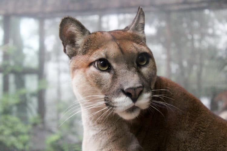 Cougar up close: beautiful big cats