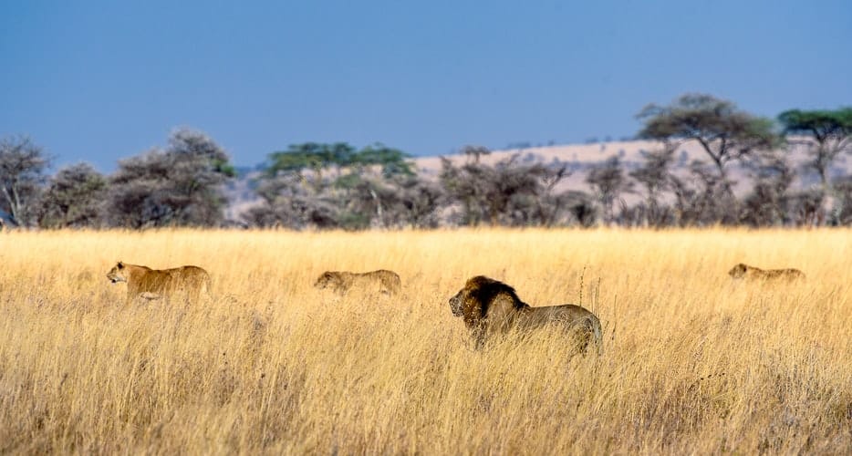 Walking with  big cats; lions  in Africa