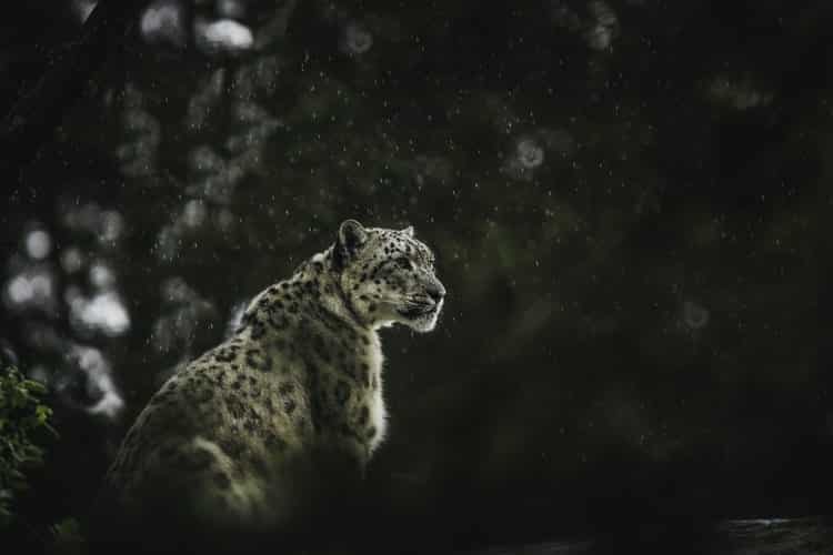 big cats; snow leopard in Europe