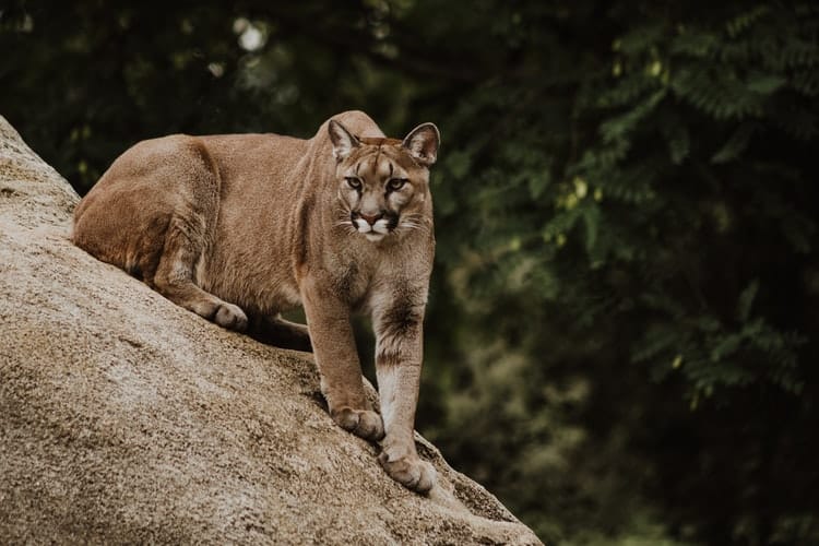 Puma/ cougar in canada