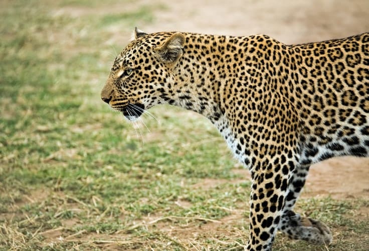 a leopard