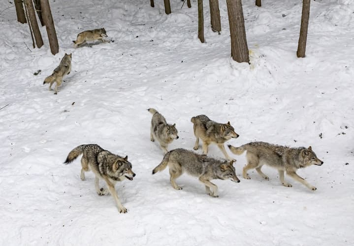 Sweden's wildlife: Eurasian wolves