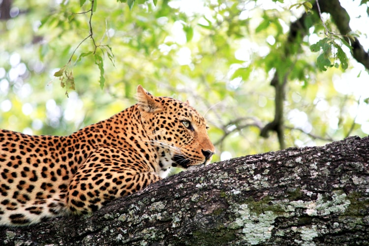 African leopard in tree: zambia