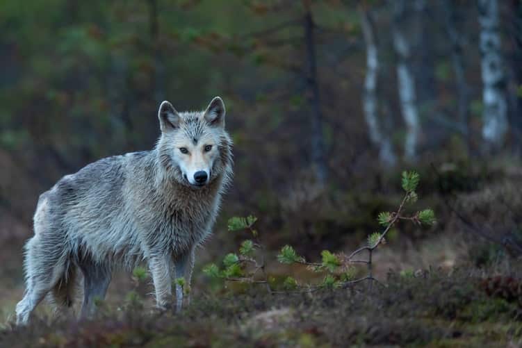 A wolf : wildlife of sweden