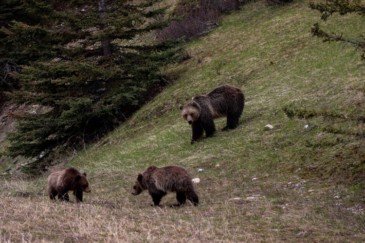 Brown bear family of Sweden's wildlife