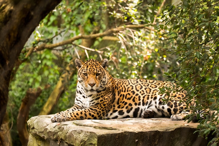 encounter the jaguar