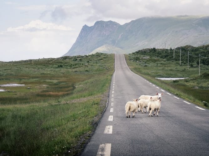 Sheep crossing a road 