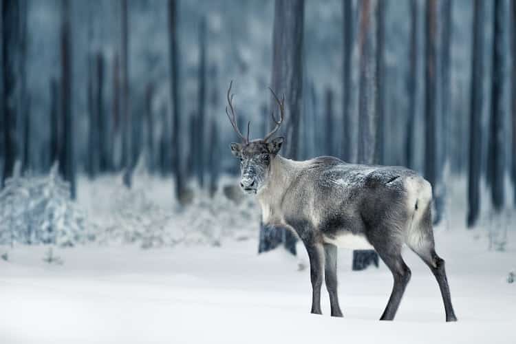 A reindeer in Sweden