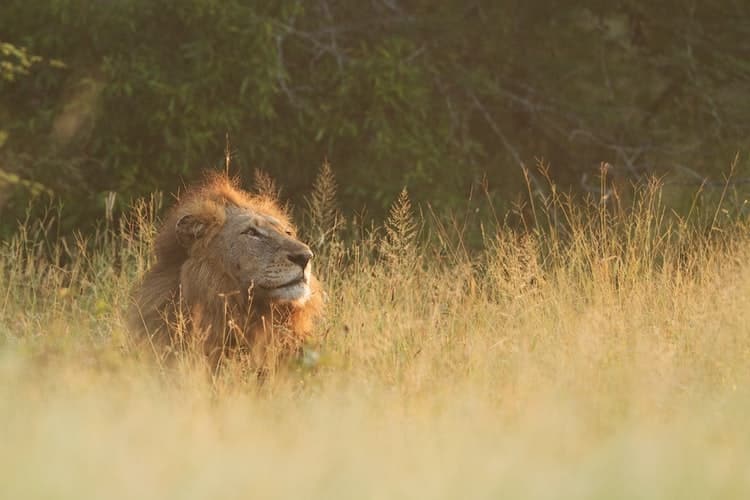 A lion in south africa; one of the big cats