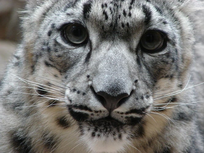 wildlife in asia: snow leopard