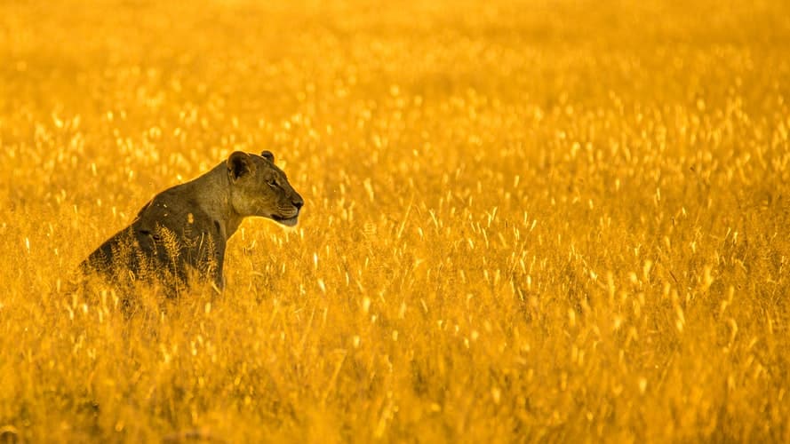 Lioness in field: big cats
