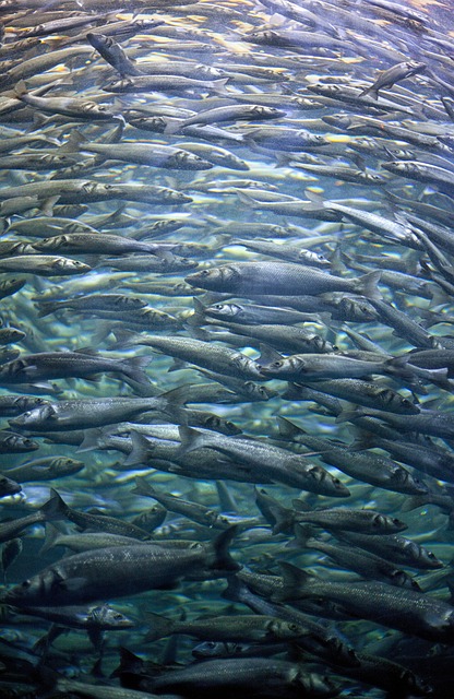 carrera de la sardina