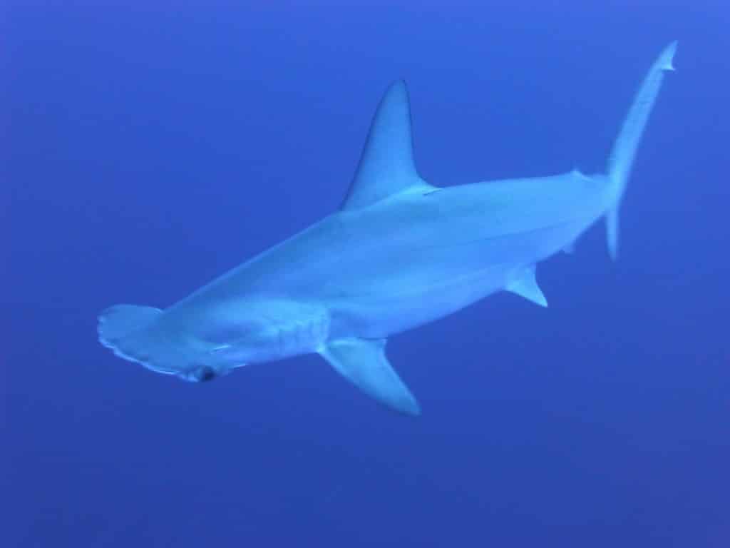 Hammerhead shark dive
