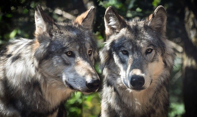 wildtiere im griechischen grauen wolf
