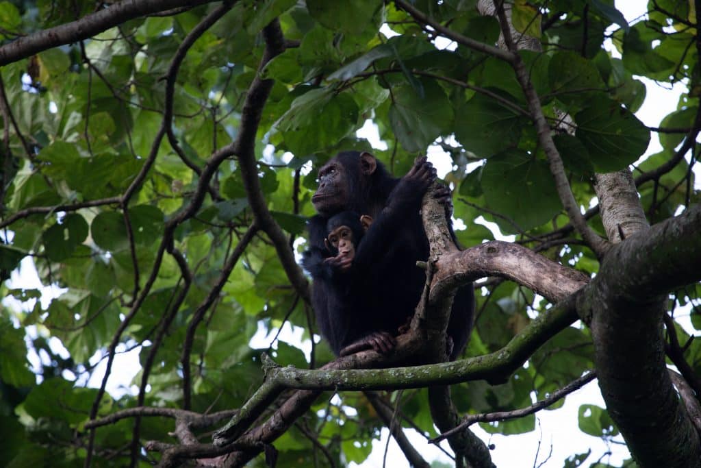 Mother and baby chimpanzee in virunga national park