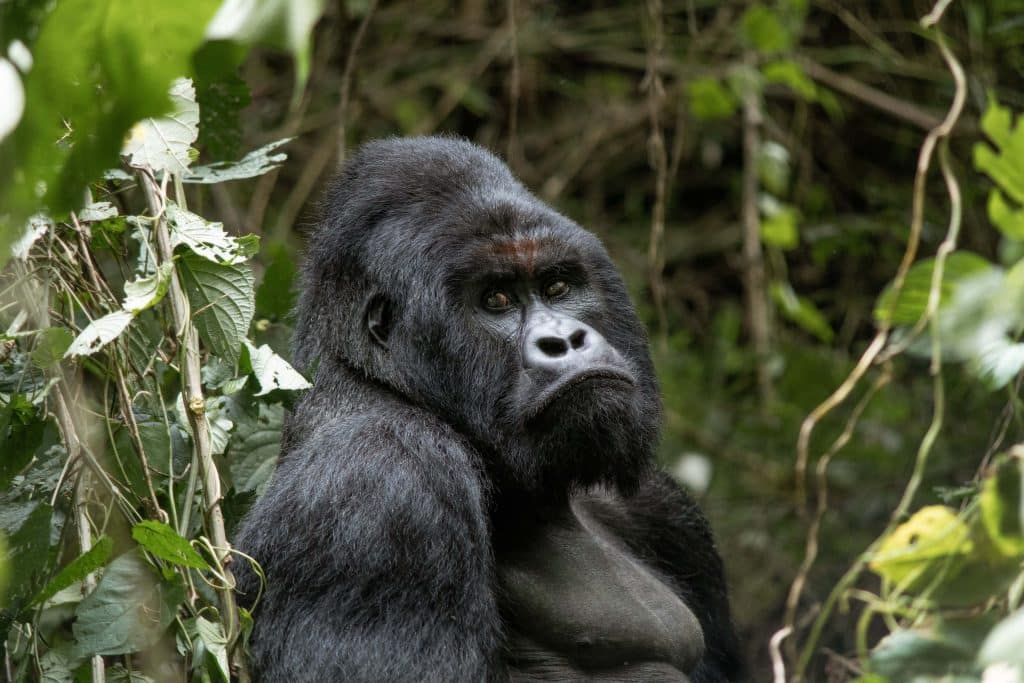 Gorilla in Virunga National Park