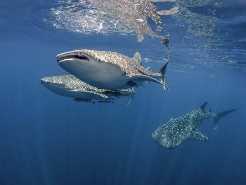 Swim with whale sharks in Gladden Spit, Belize