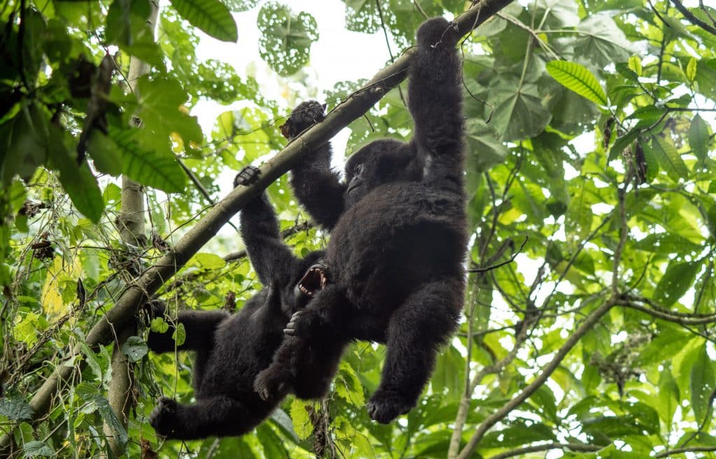 Two juveniles play in the trees above in Virunga National Park