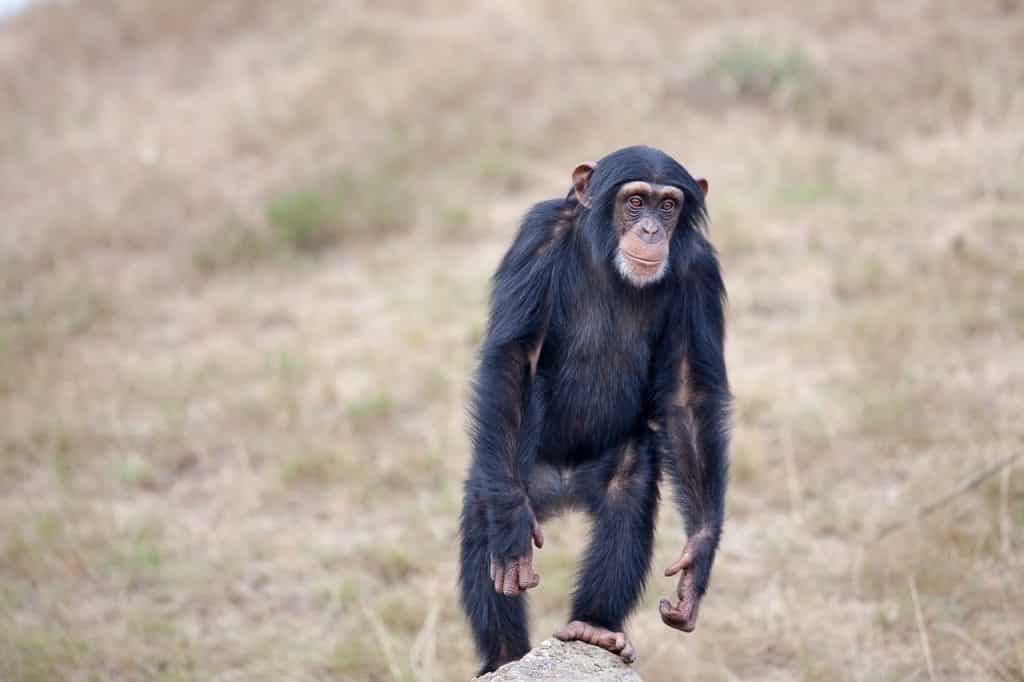 Chimp walking
