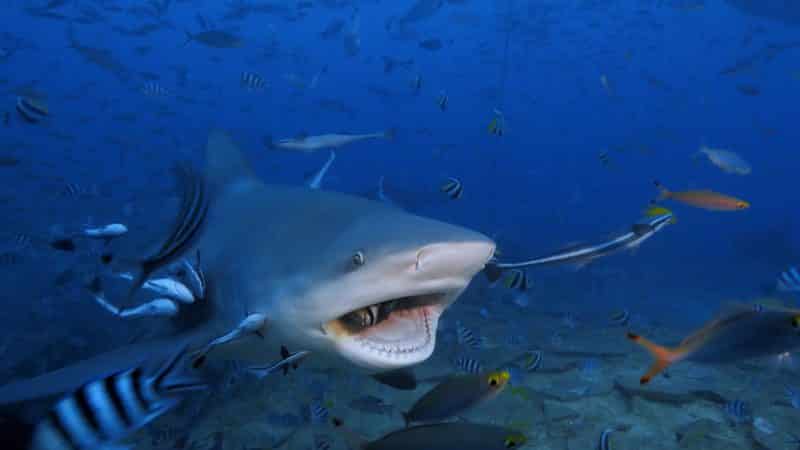 dive with bull sharks