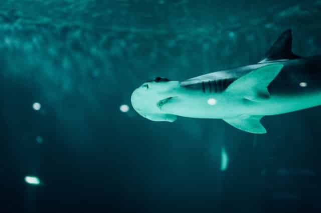 dive with hammerhead shark