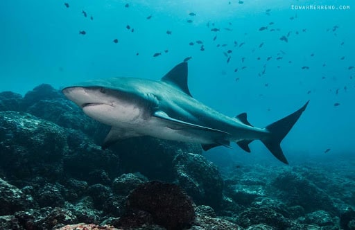 diving bull shark in costa rica