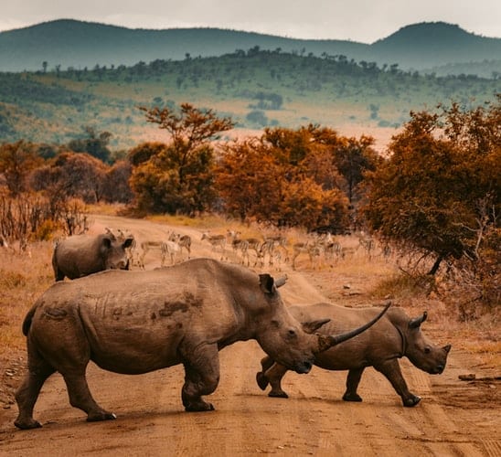 see rhinos when you visit africa