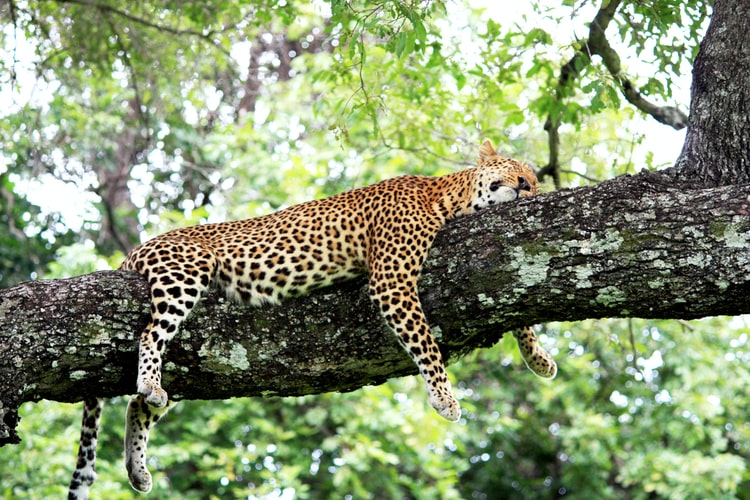 fall in love with big cats when you visit africa: leopard
