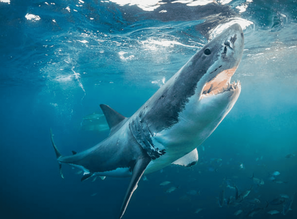 where to dive with great white