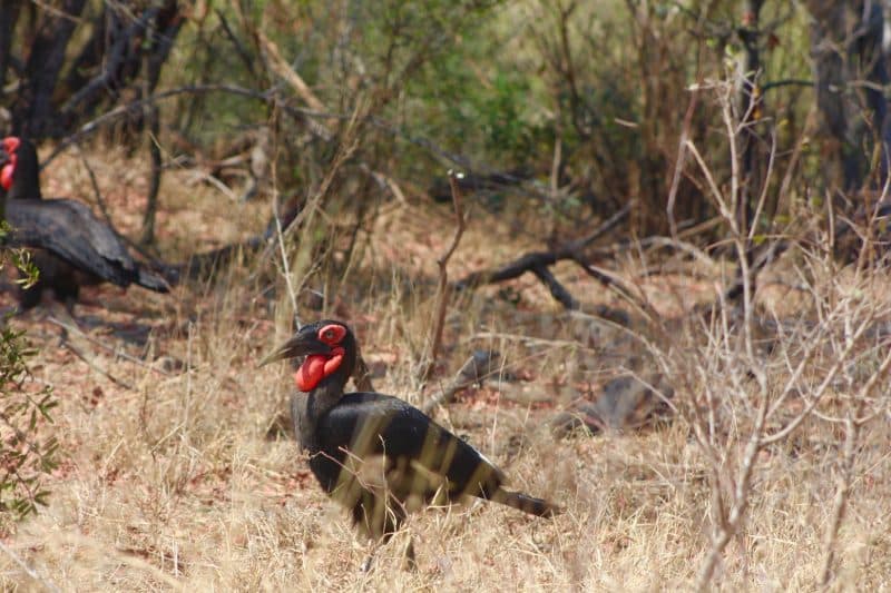 Ground Hornbill in the Kruger