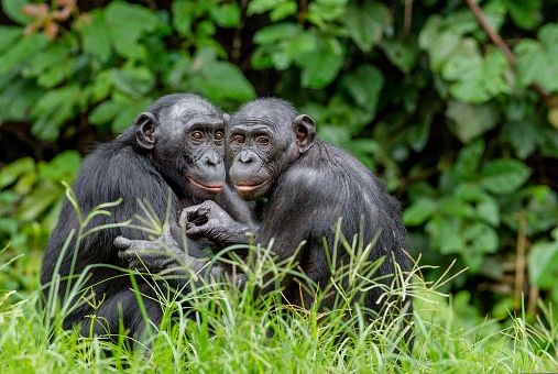 Bonobos im natürlichen Lebensraum 