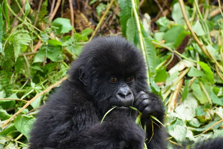 gorilla baby primates