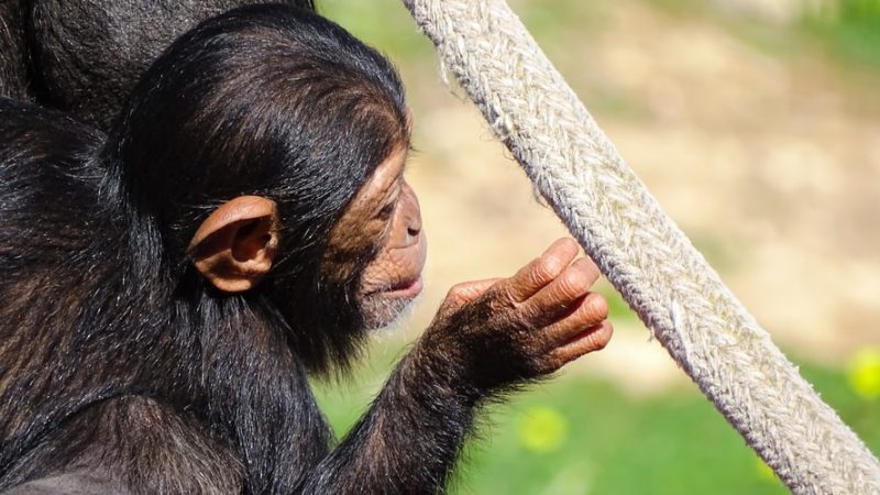 Schimpansen-Primaten