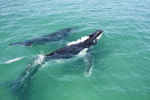 La ballena jorobada y su cría