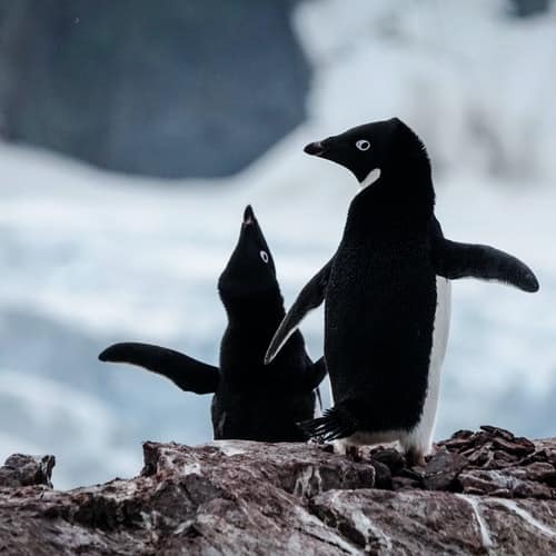 where to see penguins Adelie 