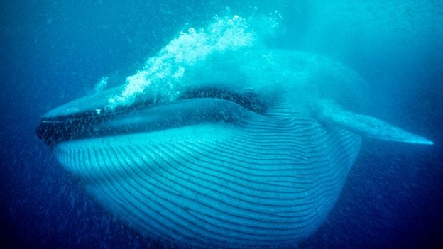 La ballena azul se alimenta de krill