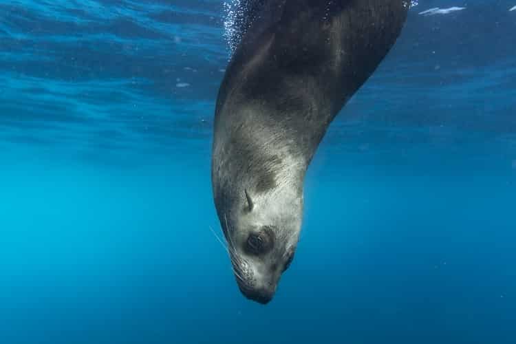 Swim with Seals and Sea Lions: Top 5 Destinations - Animals Around The Globe