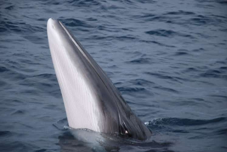 juvenile fin whale
