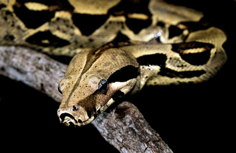 pictures of boa constrictor snakes
