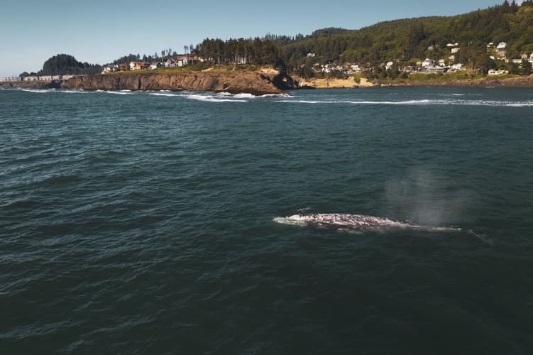 where to see gray whales in oregon