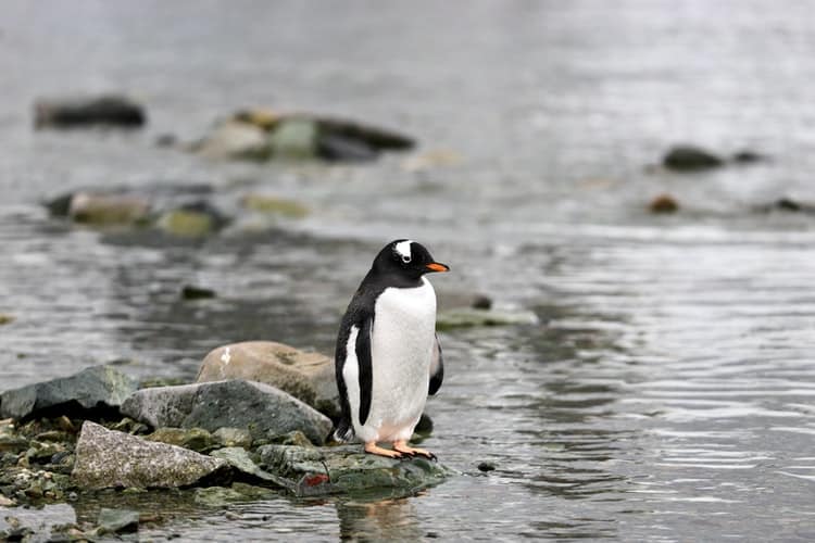 where to see penguins in antarctic